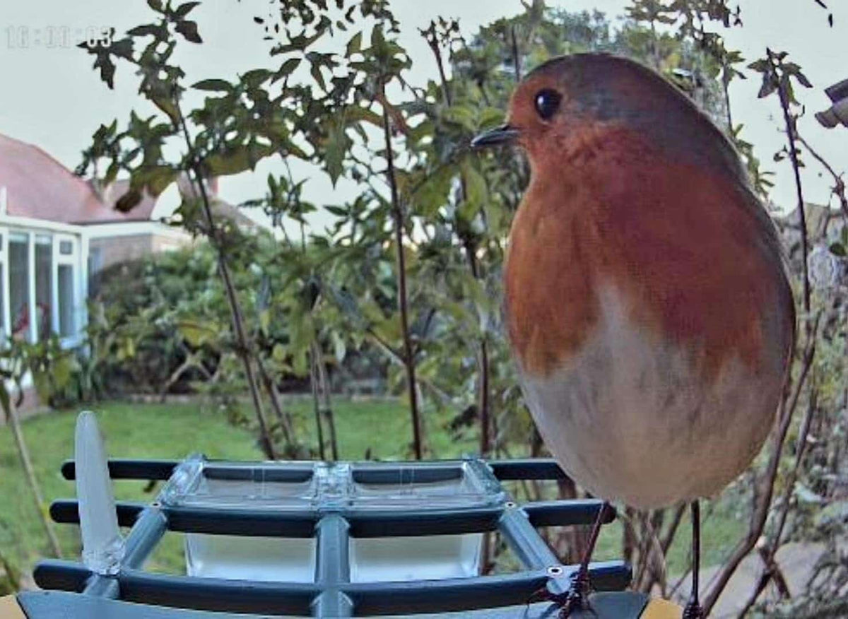 Smart Bird Feeder with Camera  AI 2K HD Solar Powered Bird Feeder